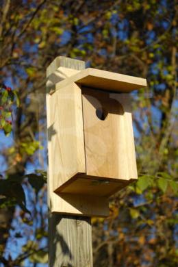 135A Eastern Bluebird Joy Box.jpg